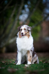Australian shepherd dog outside in beautiful park outside