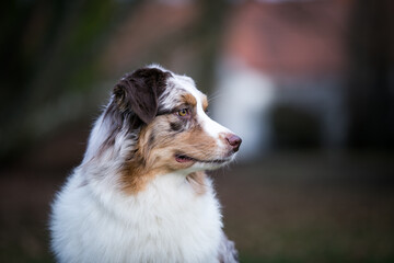 Australian shepherd dog outside in beautiful park outside	
