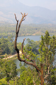 Brown Tree branch in the hill side