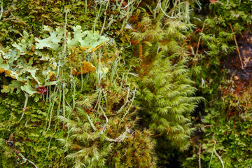 Different small green ferns growing on the trees and rocks in the lush temperate rainforest.  Location: El Chaiten Volcano Hike, Chaitén Los Lagos, Chile