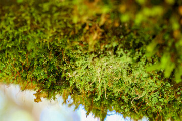 Close up of different small green ferns growing on the rocks in the lush temperate rainforest.  Selective focus, background out of focus Location: El Chaiten Volcano Hike, Chaitén Los Lagos, Chile