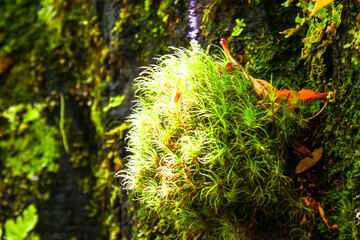 Close up of the sun shining on soft small green ferns growing on the trees in the lush temperate rainforest.  Location: El Chaiten Volcano Hike, Chaitén Los Lagos, Chile
