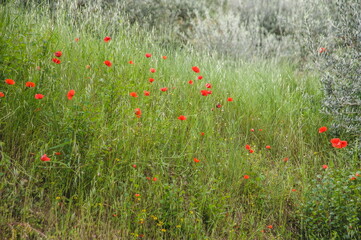 field of poppies Orvieto in Umbria, Italy