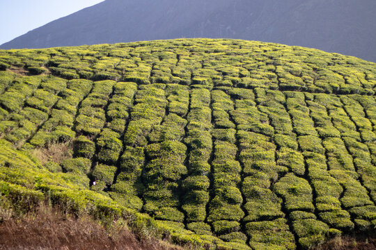 Green Tea plantation in a vertical