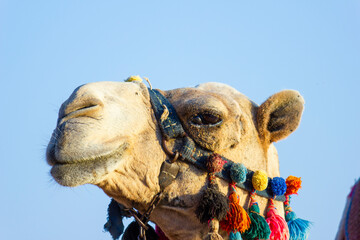 The muzzle of the African camel - 768102938