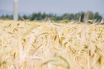 field of wheat © Olga Angelucci