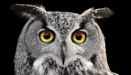 Obraz premium Eyes of a Great Grey Owl or Lapland Owl