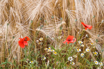 poppy in the field