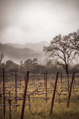 Napa Mustard Fields, California