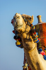The muzzle of the African camel - 768104567