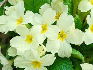 Obraz na płótnie Canvas Primula vulgaris, the common primrose or English primrose, European flowering plant, family Primulaceae, first flowers to appear in spring growing