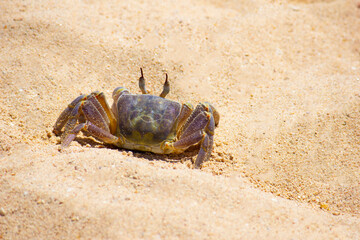 marine crab  on background of sand