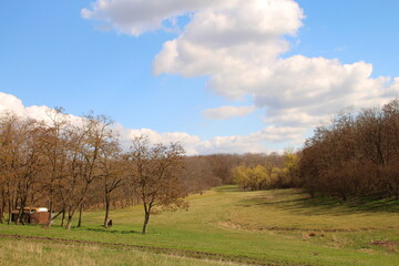 Obraz premium A field with trees and grass