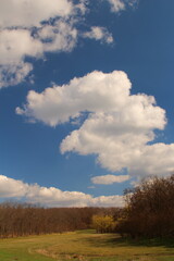 Obraz premium A field with trees and blue sky