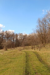 Obraz premium A field with trees and grass