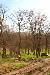 A group of trees in a park