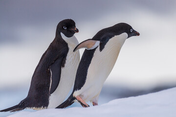 Close-up of two Adelie Penguins - Pygoscelis adeliae- standing on an iceberg, near the fish islands, on the Antarctic Peninsula