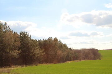 A grassy field with trees and blue sky