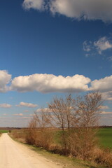 Fototapeta na wymiar A road with trees and blue sky