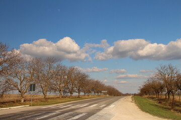 Fototapeta premium A road with trees on either side