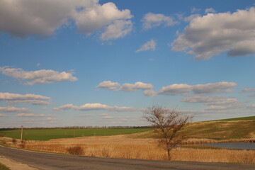 Obraz premium A tree in a field