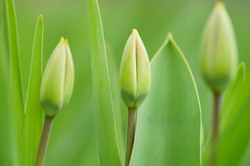 Three green young tulips grow in the spring garden