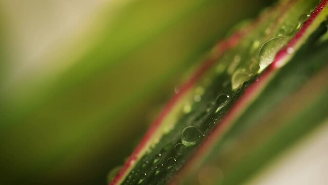 Droplets Of Water On Plant