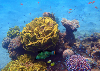 Life on coral reefs, real biodiversity of marine ecosystems untouched by human activities, Red Sea, Sinai, Middle East