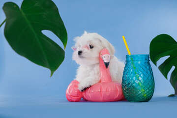 Cute small white puppies of the Maltez breed on trendy background. Vacation, Pets, lifestyle...