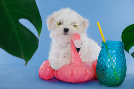 Cute small white puppies of the Maltez breed on trendy background. Vacation, Pets, lifestyle concept. Puppy in hat and sunglasses with cocktail and an inflatable circle for the pool.