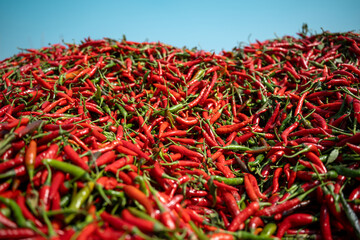 Abundant red chili peppers, freshly harvested and piled high, ready for wholesale - a testament to...