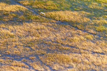 Aerial shot of a cattle Egret - Bubulcus ibis- in the Okavango Delta, Botswana.