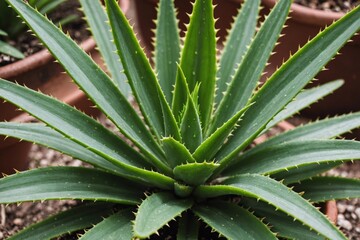 Fototapeta premium Close-up of green aloe plant