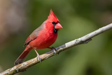 Fotobehang Graceful landing Northern Cardinal alights displaying striking red color © Muhammad Shoaib