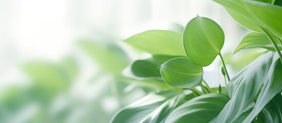 This close-up shot showcases the vibrant green leaves of a plant, highlighting the intricate patterns and textures. The background is softly blurred, drawing the viewers attention to the details of