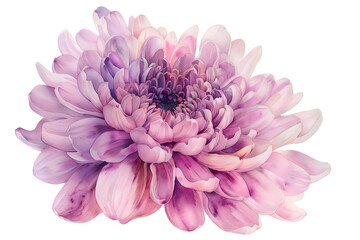 Soft Lavender Chrysanthemum Watercolor, Dreamy Floral Close-Up - Isolated on Transparent White Background PNG

