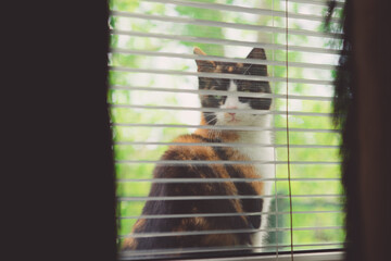 Funny tricolor cat sitting on the windowsill and look out the window.