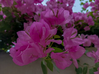 pink flowers