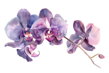 Elegant Purple Orchids Watercolor Illustration - Isolated on Transparent White Background PNG
