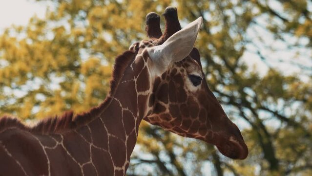 Close up portrait of Giraffe in zoo