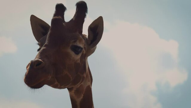 Close up portrait of Giraffe in zoo