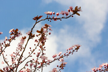 Under blue sky and blossoming apple tree branches