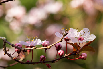Gentle and bright apple tree in blossom. Close-up of flowers.
