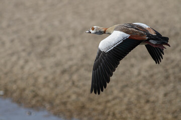 Egyptian goose in flight