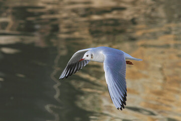 Tern in flight over Douro river