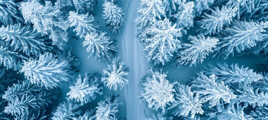 Aerial view of stunning curving road through winter white forest covered in snow