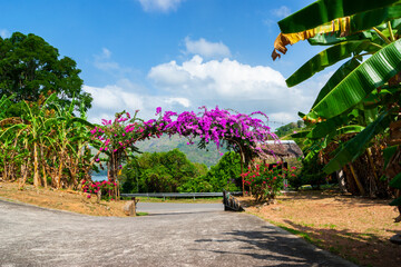 Arch of purple flowers  in Thailand - 768123178