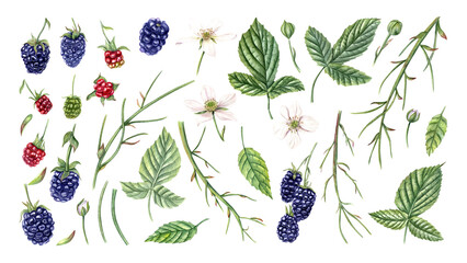 Berries, leaves, flowers, buds. Set of Blackberries for creating composition, design. Branch for berry. Ripe and unripe dewberries. Watercolor botanical illustration isolated on white background. - obrazy, fototapety, plakaty