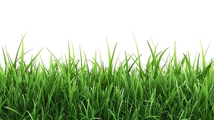 Obraz premium Green grass field isolated on white background. 3d illustration.