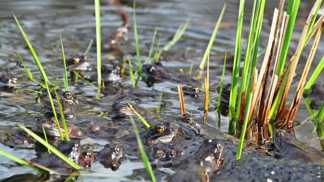 European common frogs / brown frogs / grass frog group (Rana temporaria) on eggs / frogspawn in pond during the spawning / breeding season in spring